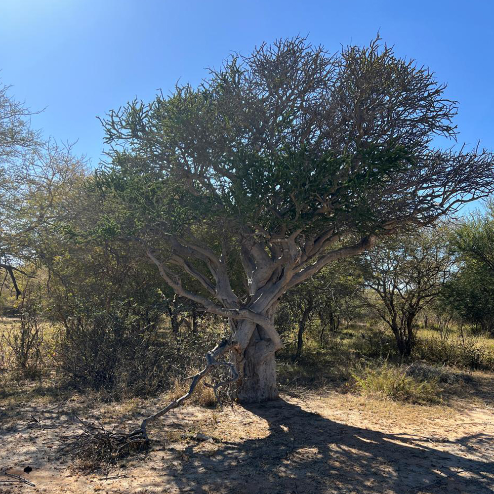 Environmental Authorisations